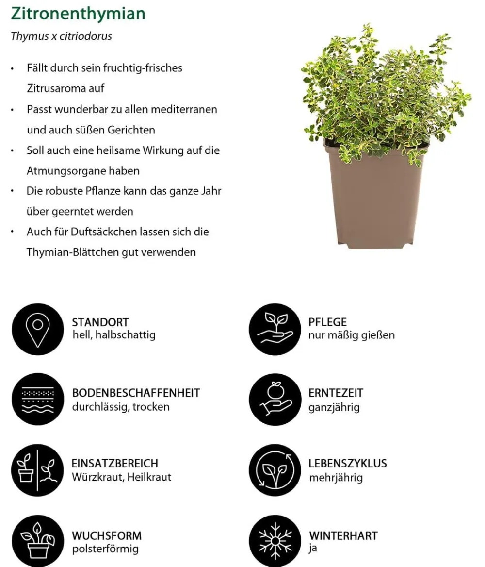 Dehner Garten- & Heilkräuter|Küchenkräuter - Zitronenthymian Grün