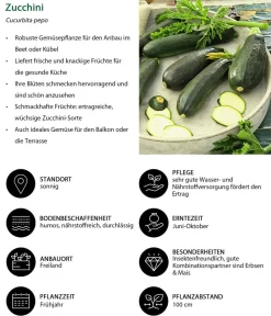 Dehner Zucchini, Grün New