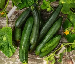 Dehner Zucchini, Grün New