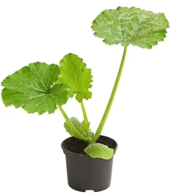 Dehner Gartengemüse|Zucchini- & Gurkenpflanzen > Zucchini 'Snowwhite'