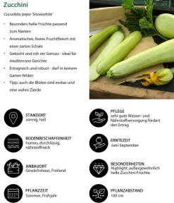 Dehner Gartengemüse|Zucchini- & Gurkenpflanzen > Zucchini 'Snowwhite'