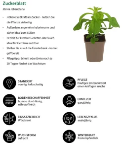 Dehner Garten- & Heilkräuter|Küchenkräuter > Zuckerblatt
