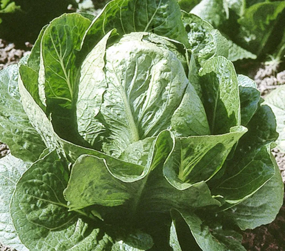 Dehner Kohl- & Salatpflanzen - Zuckerhut, 12er Schale Grün