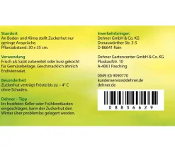 Dehner Kohl- & Salatpflanzen - Zuckerhut, 12er Schale Grün