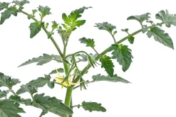 Dehner Auberginen- & Tomatenpflanzen > Zuckertomate,
