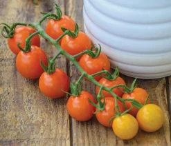 Dehner Auberginen- & Tomatenpflanzen > Zuckertomate,
