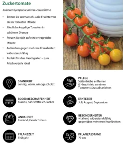 Dehner Auberginen- & Tomatenpflanzen > Zuckertomate,