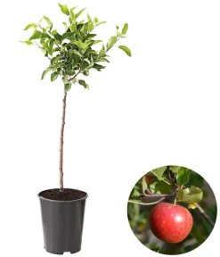 Dehner Obstbäume|Säulenobst & Zwergobst > Zwergapfel