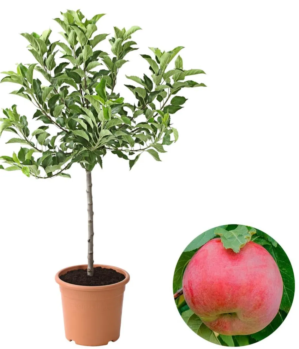 Dehner Zwergapfel 'Galina' Rot Clearance
