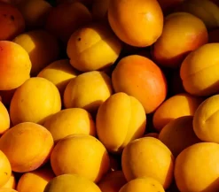 Dehner Obstbäume|Säulenobst & Zwergobst > Zwergaprikose