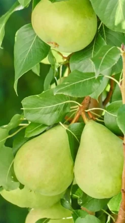 Dehner Obstbäume|Säulenobst & Zwergobst > Zwergbirne 'Luisa'