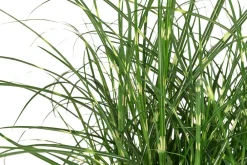 Dehner Gräser > Zwerg-Chinaschilf 'Strictus Dwarf'