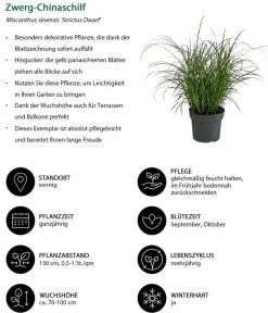 Dehner Gräser > Zwerg-Chinaschilf 'Strictus Dwarf'