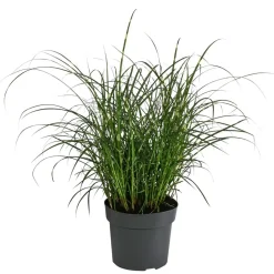 Dehner Gräser > Zwerg-Chinaschilf 'Strictus Dwarf'