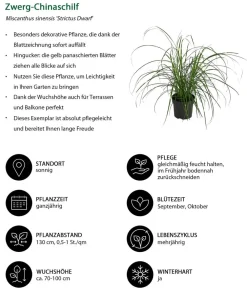 Dehner Gräser - Zwerg-Chinaschilf 'Strictus Dwarf'