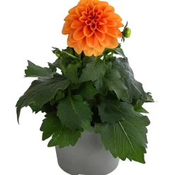 Dehner Sommerblumen - Zwergdahlie, verschiedene Farben Bunt