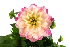 Dehner Sommerblumen - Zwergdahlie, verschiedene Farben Bunt