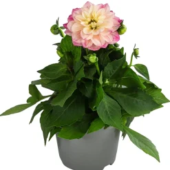 Dehner Sommerblumen - Zwergdahlie, verschiedene Farben Bunt