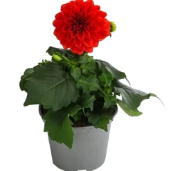 Dehner Sommerblumen - Zwergdahlie, verschiedene Farben Bunt