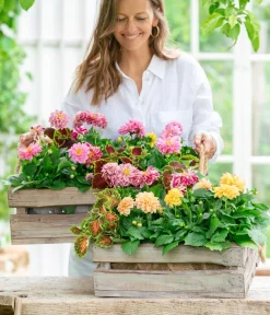 Dehner Sommerblumen - Zwergdahlie, verschiedene Farben Bunt