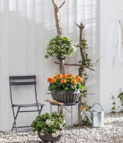 Dehner Sommerblumen - Zwergdahlie, verschiedene Farben Bunt