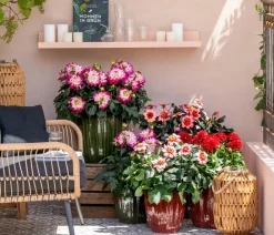 Dehner Sommerblumen - Zwergdahlie, verschiedene Farben Bunt