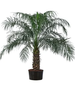 Dehner Zwergdattelpalme - Phoenix roebelenii, Hydrokultur Grün Discount