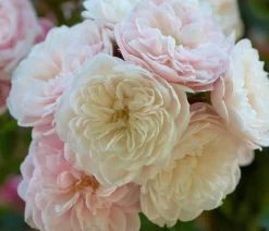 Dehner Zwerg-Kletterrose 'Starlet® Alina®' Best