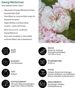 Dehner Zwerg-Kletterrose 'Starlet® Alina®' Best