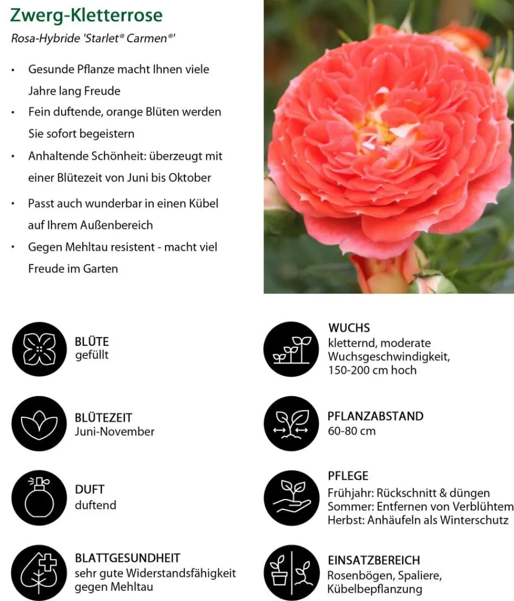Dehner Rosen - Zwerg-Kletterrose 'Starlet® Carmen®'