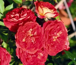 Dehner Rosen - Zwerg-Kletterrose 'Starlet® Carmen®'