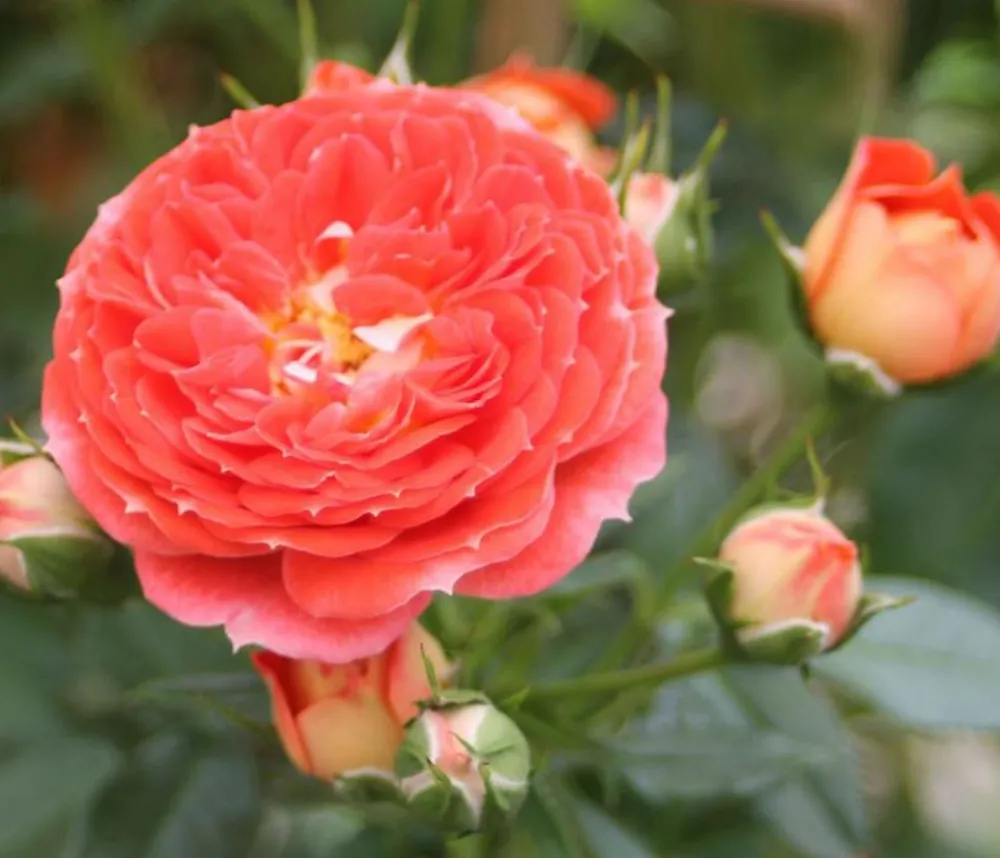 Dehner Rosen - Zwerg-Kletterrose 'Starlet® Carmen®'
