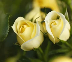 Dehner Rosen - Zwerg-Kletterrose 'Starlet® Elida®' Gelb