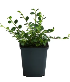 Dehner Zwergmispel 'Frieders Evergreen' Discount