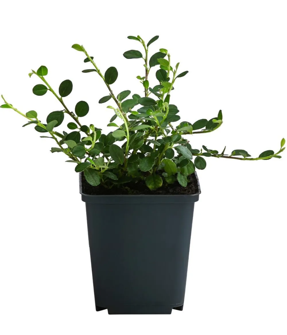 Dehner Zwergmispel 'Frieders Evergreen' Discount