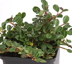 Dehner Zwergmispel 'Frieders Evergreen' Discount