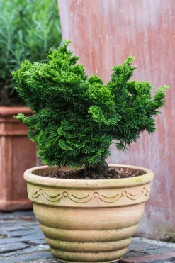 Dehner Grabschmuck & Grabgestaltung|Koniferen - Zwerg-Muschelzypresse 'Nana Gracilis' Dunkelgrün