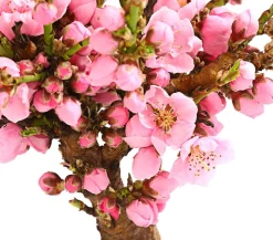 Dehner Obstbäume|Säulenobst & Zwergobst > Zwergnektarine 'Rubis Necta Zee'