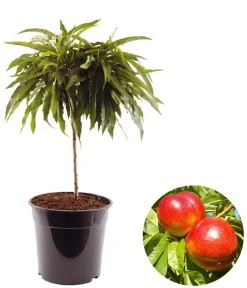 Dehner Obstbäume|Säulenobst & Zwergobst > Zwergnektarine 'Rubis Necta Zee'