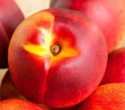 Dehner Zwergnektarine 'Rubis Necta Zee' Sale
