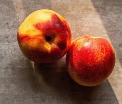 Dehner Obstbäume|Säulenobst & Zwergobst - Zwergnektarine 'Rubis Necta Zee'