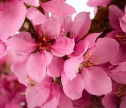 Dehner Obstbäume|Säulenobst & Zwergobst - Zwergnektarine 'Rubis Necta Zee'