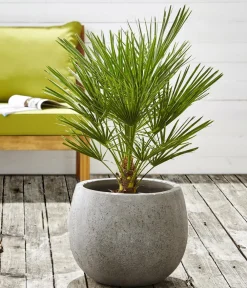 Dehner Palmen|Terrassenpflanzen > Zwergpalme