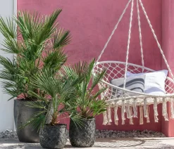 Dehner Palmen|Terrassenpflanzen - Zwergpalme Grün