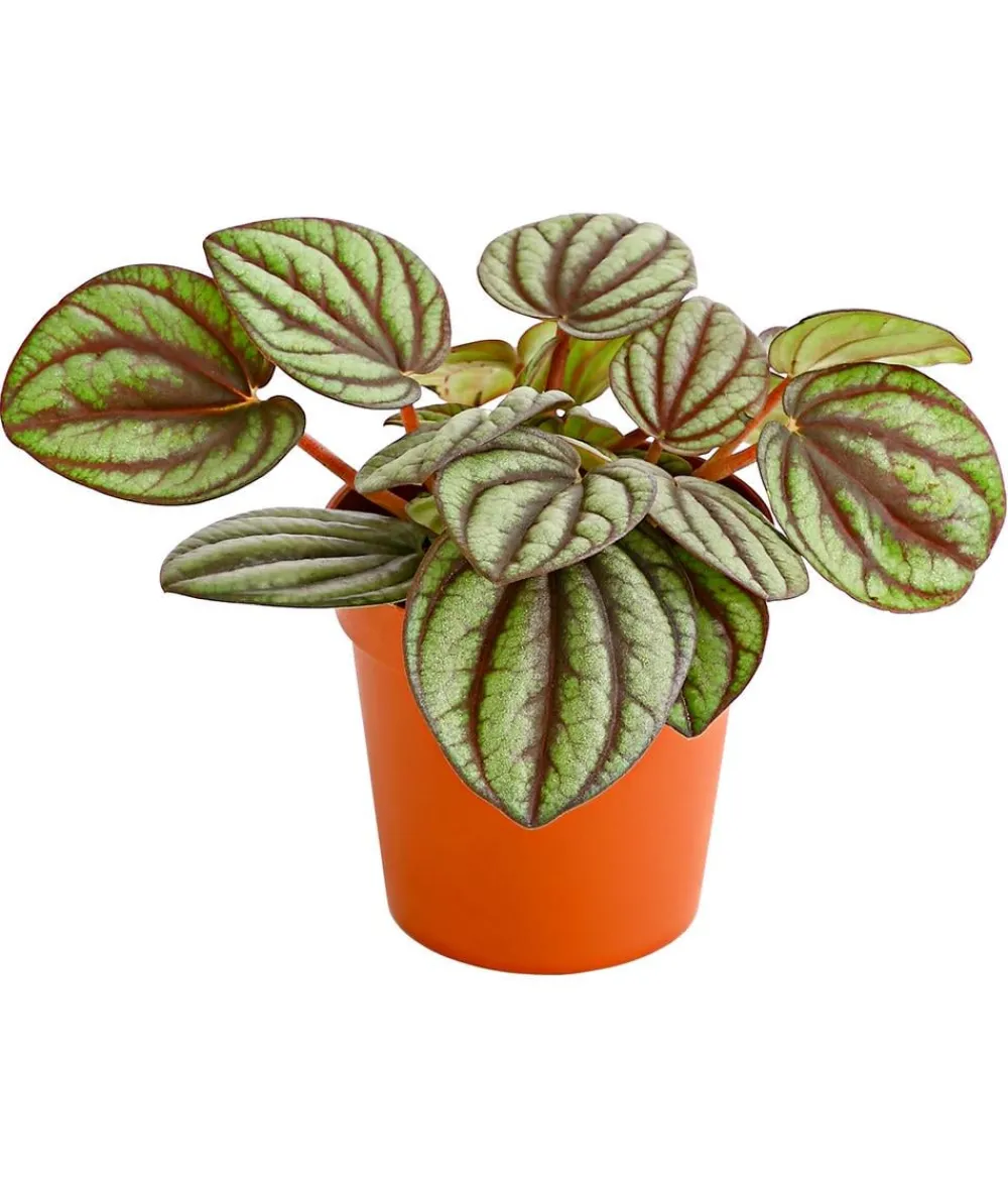Dehner Grünpflanzen - Zwergpfeffer - Pilea peperomiodides