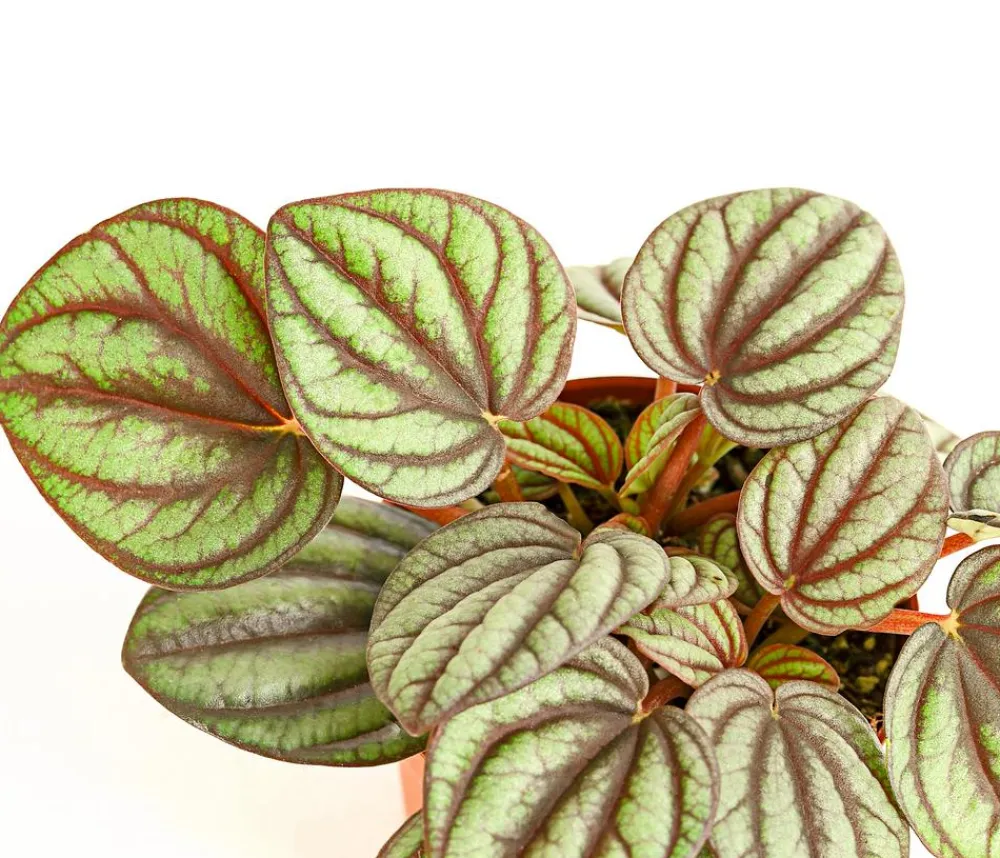 Dehner Grünpflanzen - Zwergpfeffer - Pilea peperomiodides