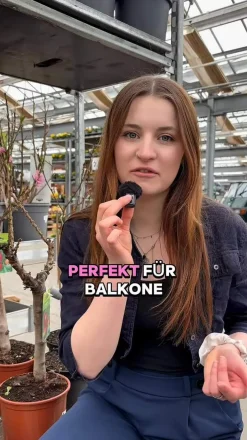 Dehner Säulenobst & Zwergobst|Aprikosen- & Pfirsichbäume - Zwergpfirsich 'Amber Pix Zee'