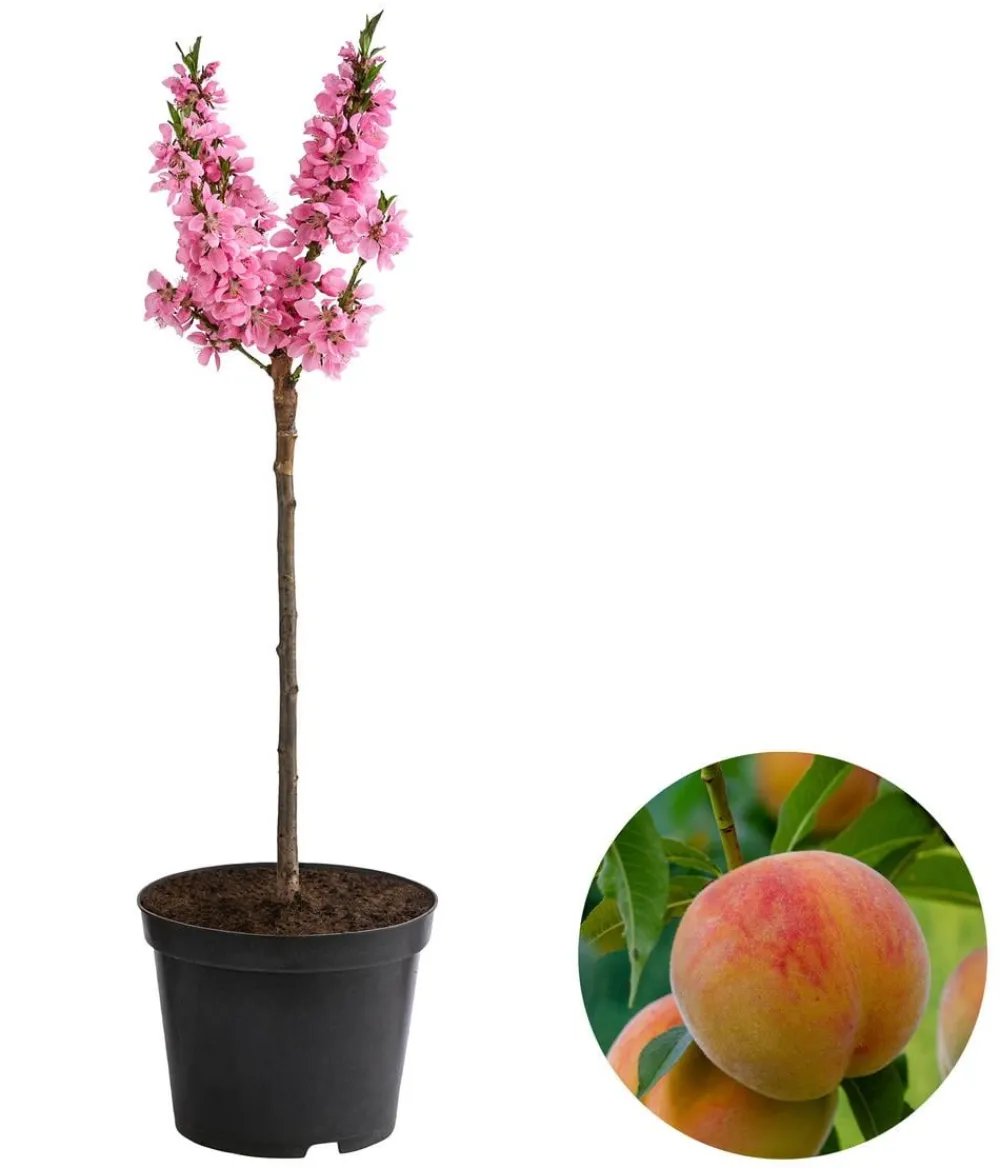 Dehner Obstbäume|Säulenobst & Zwergobst > Zwergpfirsich 'Bonanza'