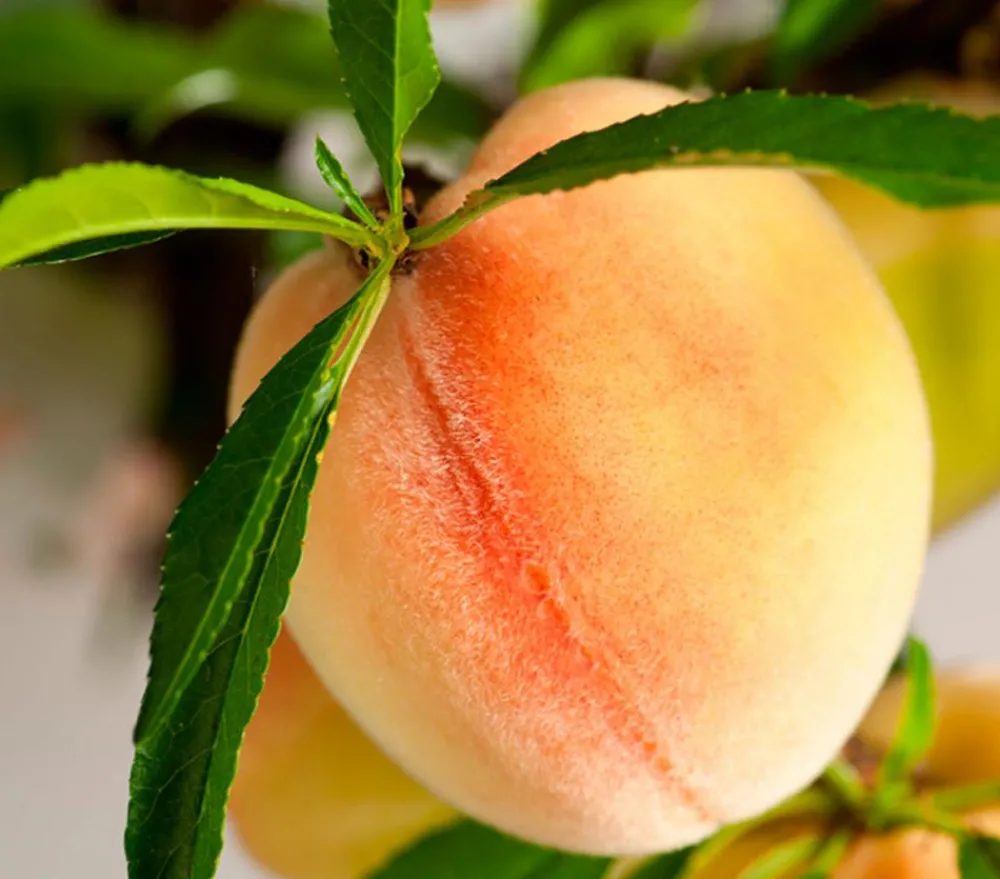 Dehner Obstbäume|Säulenobst & Zwergobst > Zwergpfirsich 'Bonanza'