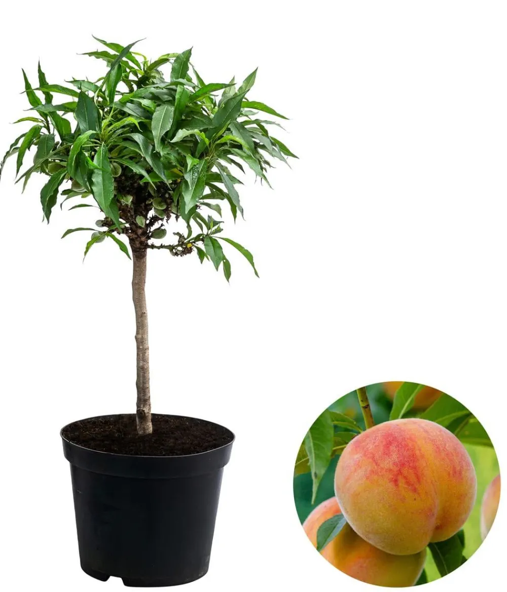 Dehner Obstbäume|Säulenobst & Zwergobst - Zwergpfirsich 'Bonanza' Rosa
